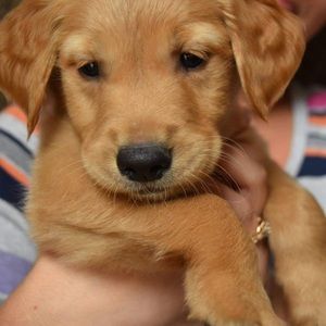 Meet your Posher, Bennett